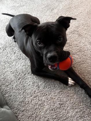 Enlarge Tinko, a Adoptable mixed breed in Atlanta, GA image 3/3