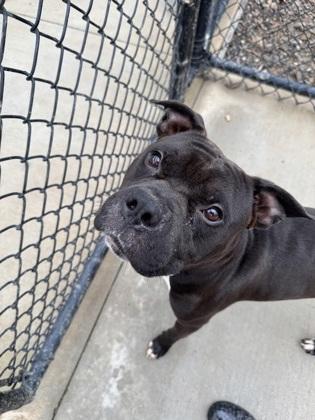 Enlarge Tinko, a Adoptable mixed breed in Atlanta, GA image 2/3