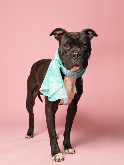 Enlarge Tinko, a Adoptable mixed breed in Atlanta, GA image 3/3
