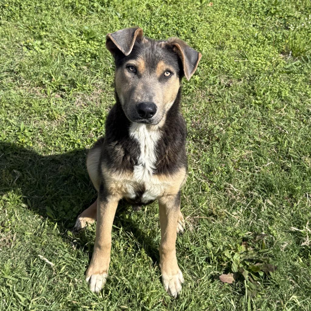 Tonio, a Adoptable mixed breed in Brenham, TX image 3/6