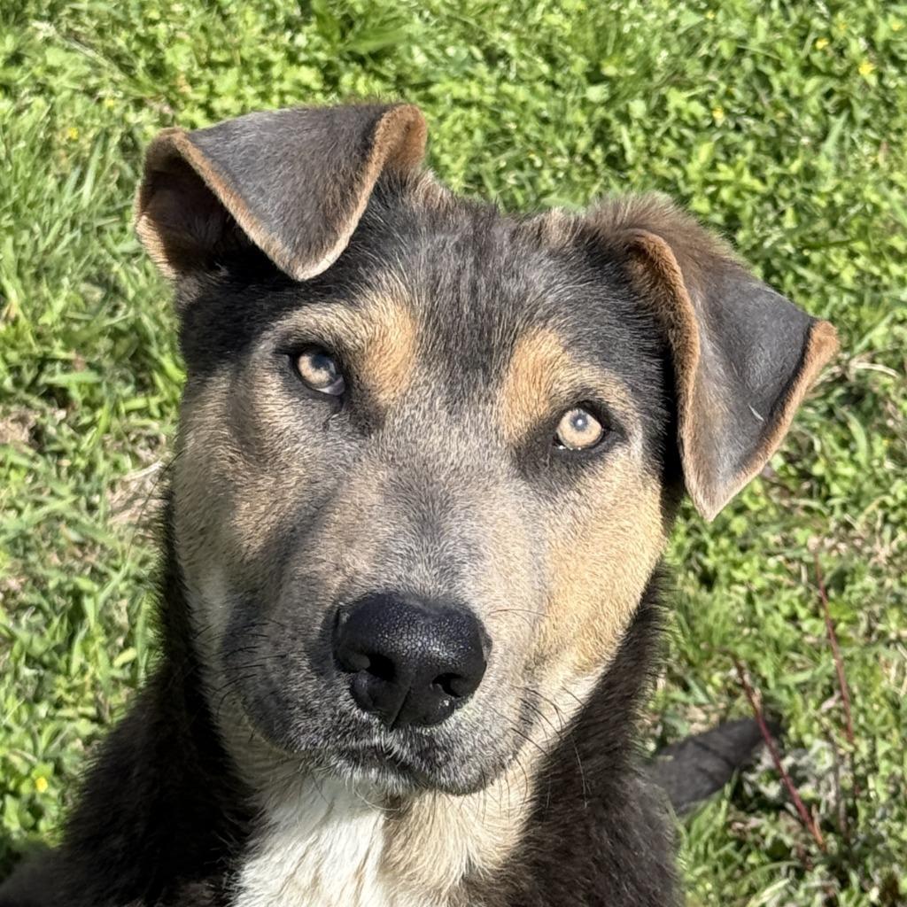 Tonio, Adoptable, Puppy Male Shepherd & Mixed Breed.