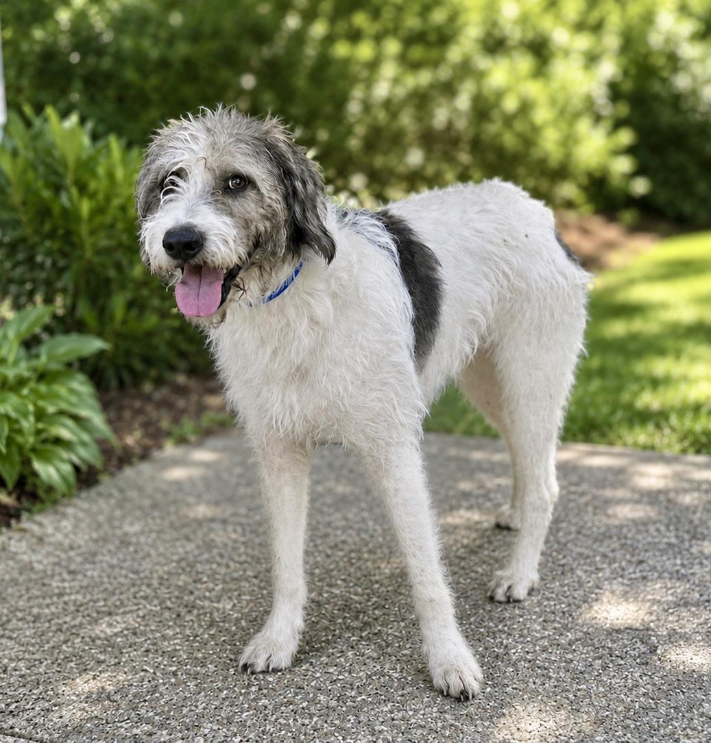 Corky, adopted, Young Male Standard Poodle.