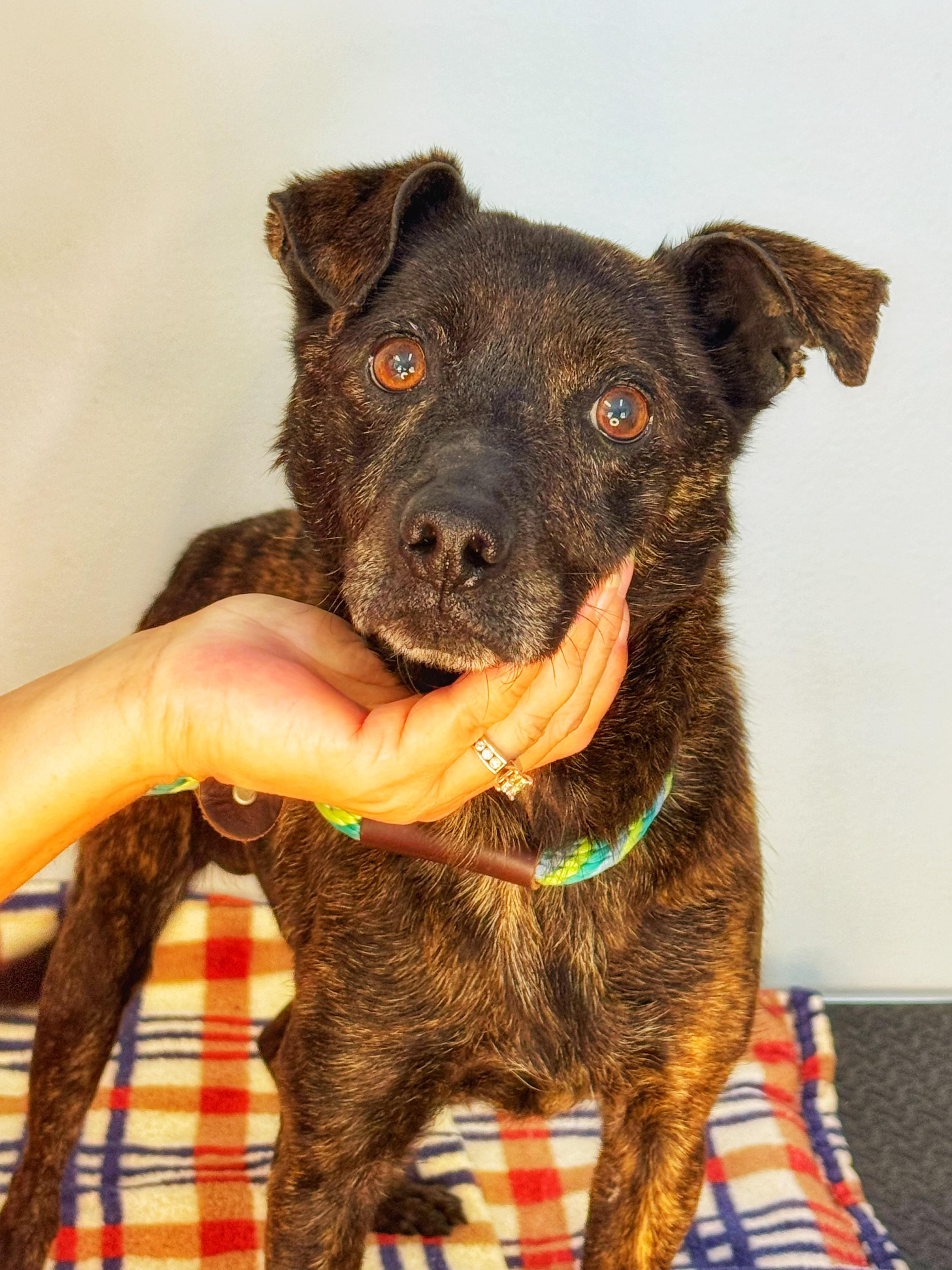 Tigger, a ADOPTABLE mixed breed in Richmond, VA image 3/6