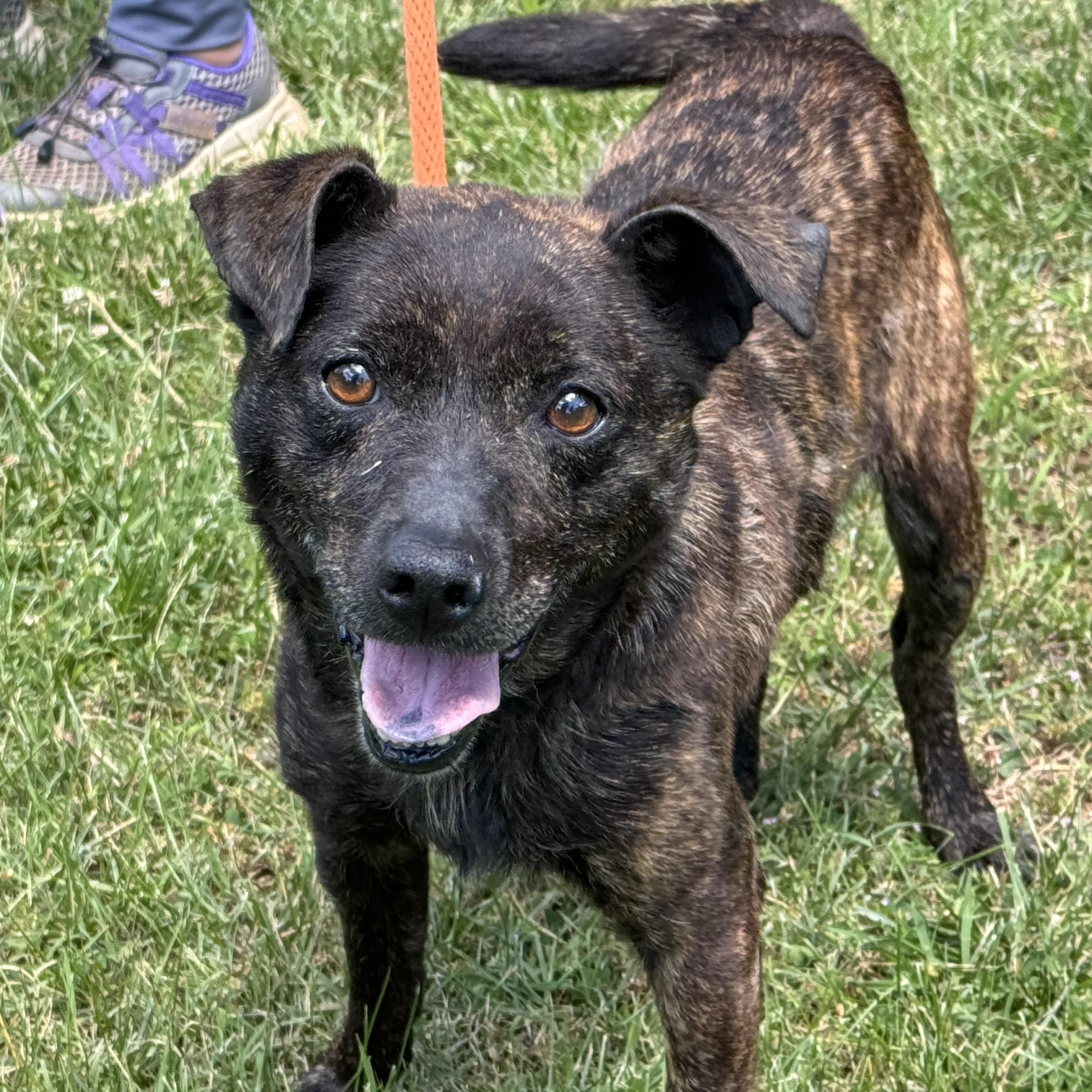 Tigger, ADOPTABLE, Adult Male Terrier.