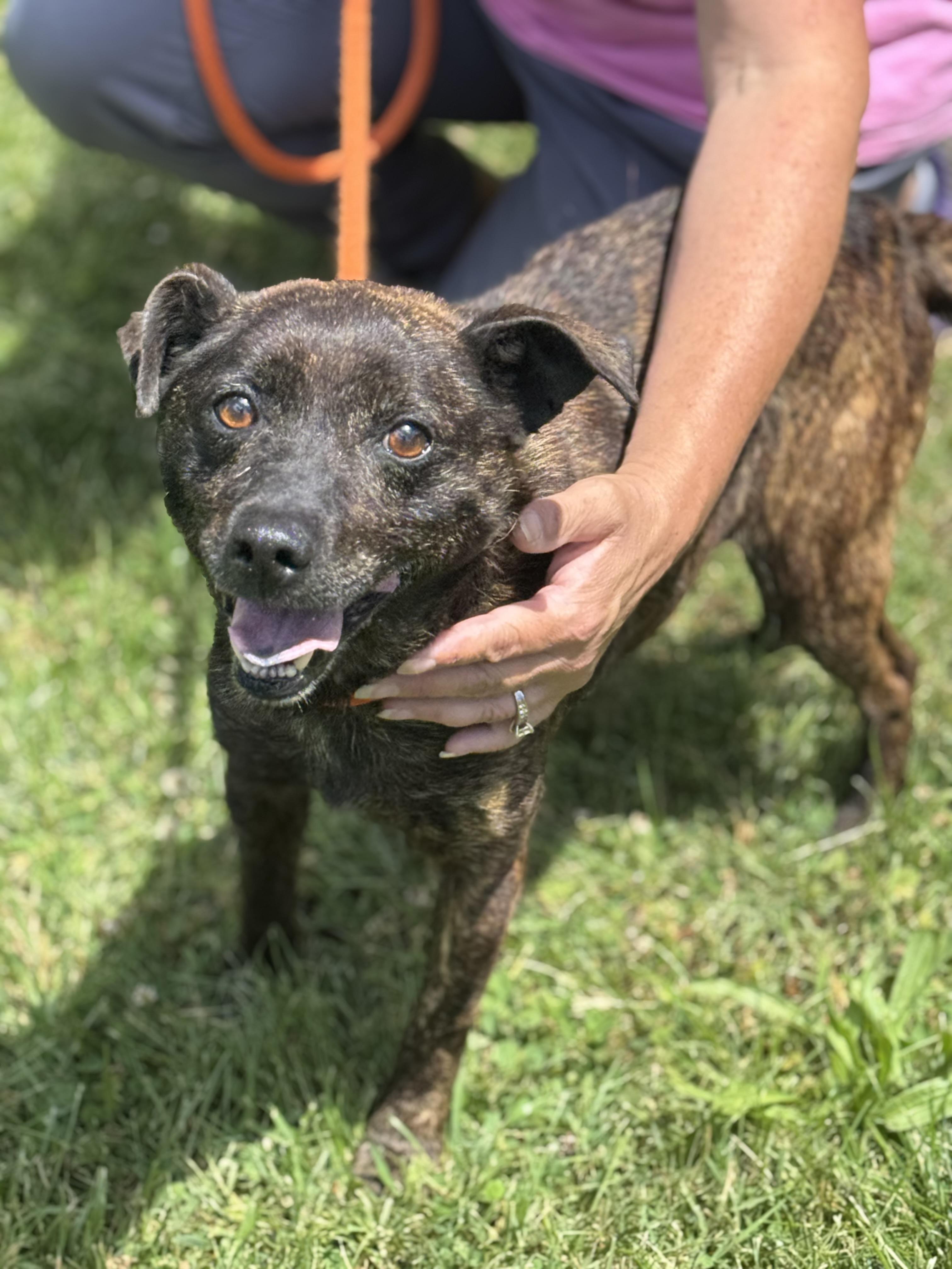 Tigger, a ADOPTABLE mixed breed in Richmond, VA image 2/6