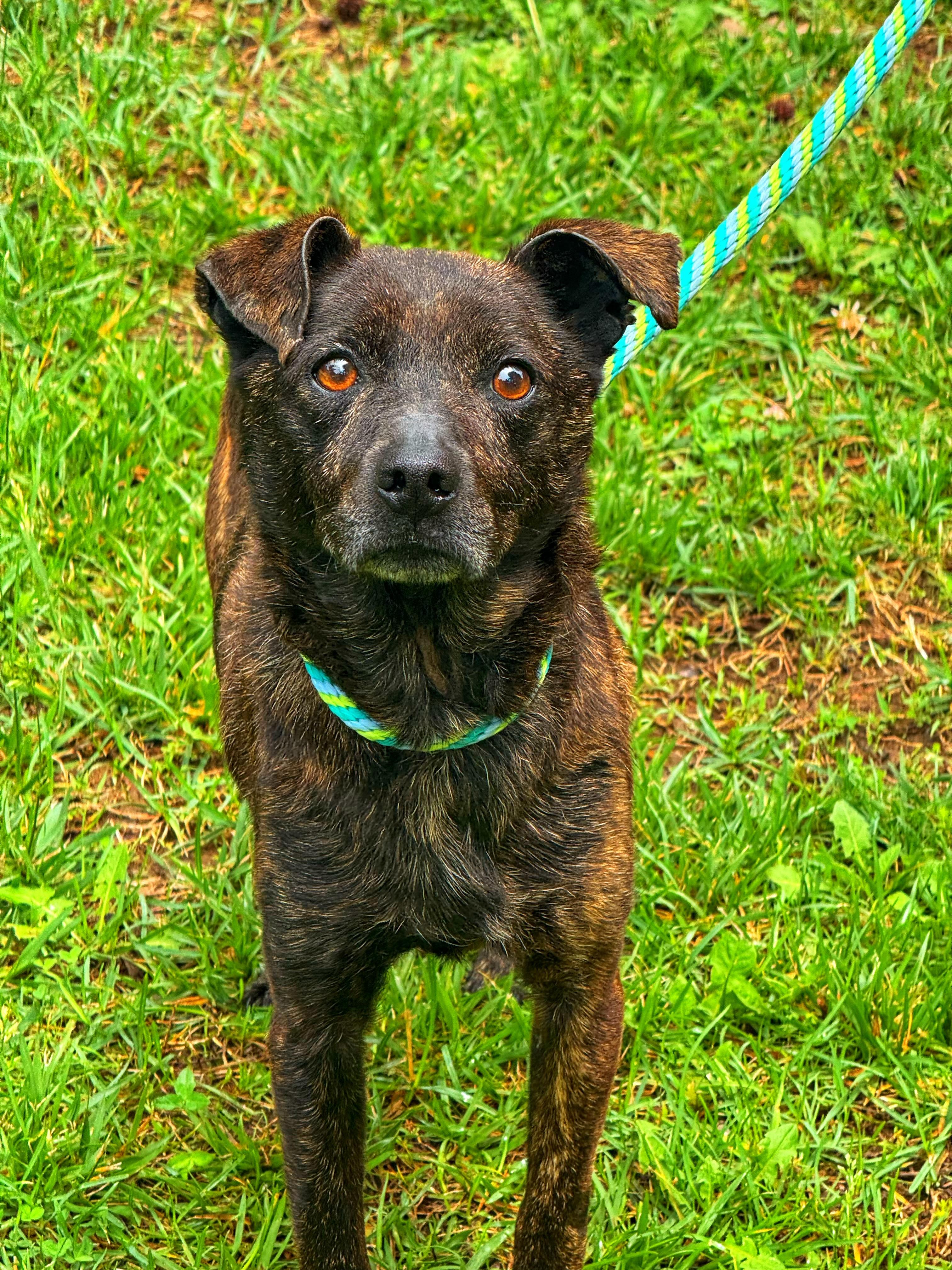 Tigger, a ADOPTABLE mixed breed in Richmond, VA image 4/6