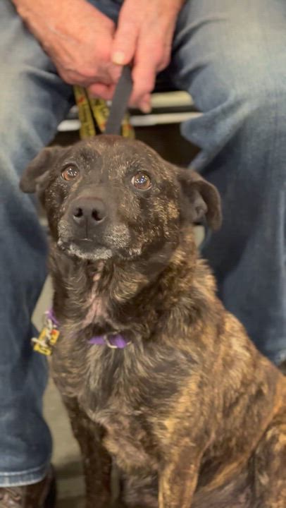 Enlarge Tigger, a ADOPTABLE mixed breed in Richmond, VA video 5/6