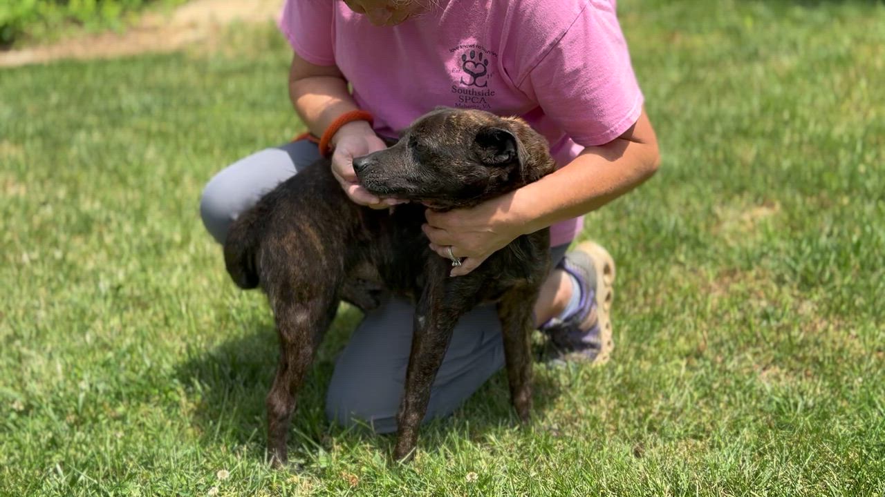 Enlarge Tigger, a ADOPTABLE mixed breed in Richmond, VA video 6/6