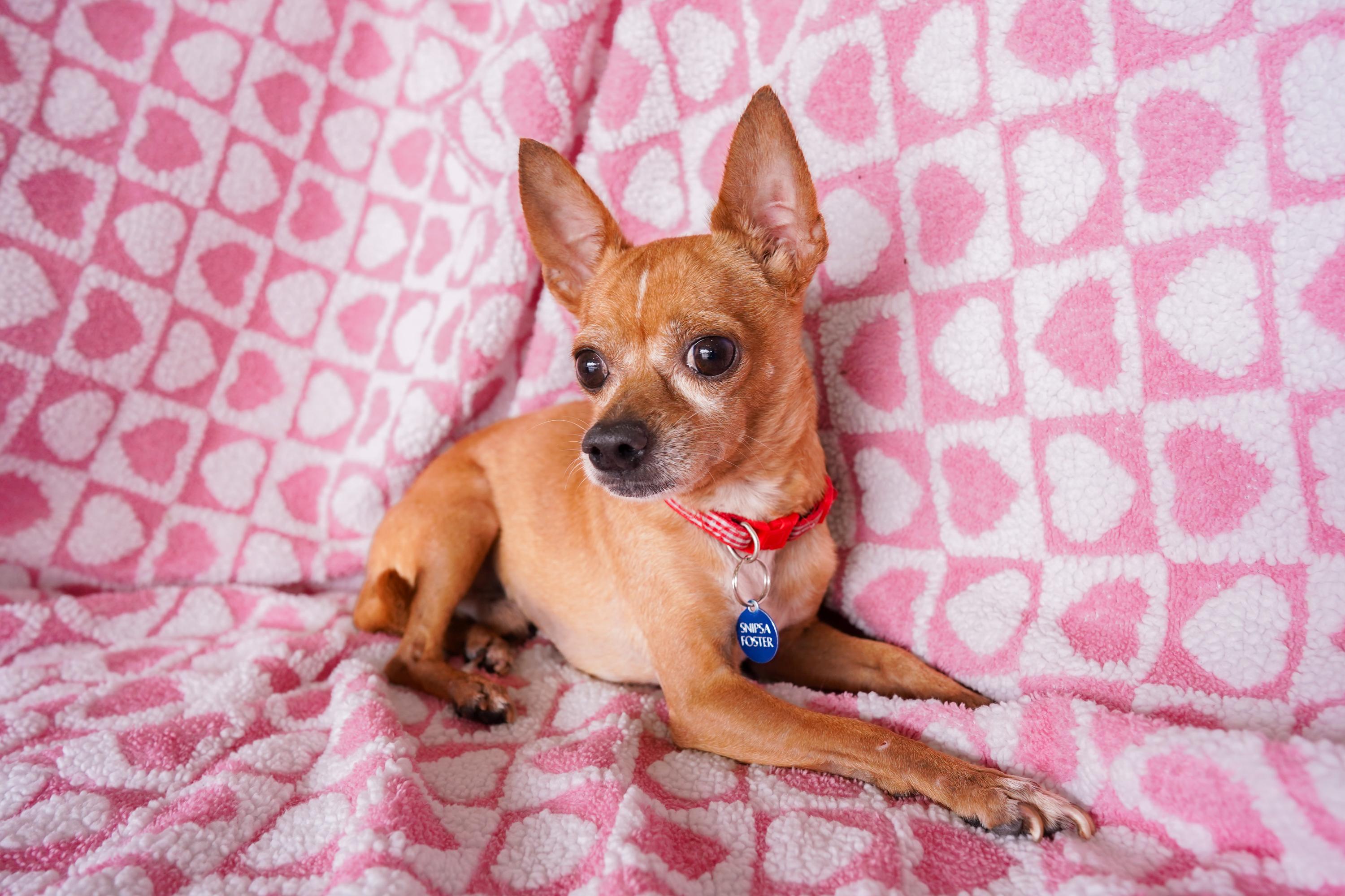 Enlarge Pastor, a ADOPTABLE mixed breed in San Antonio, TX image 3/4