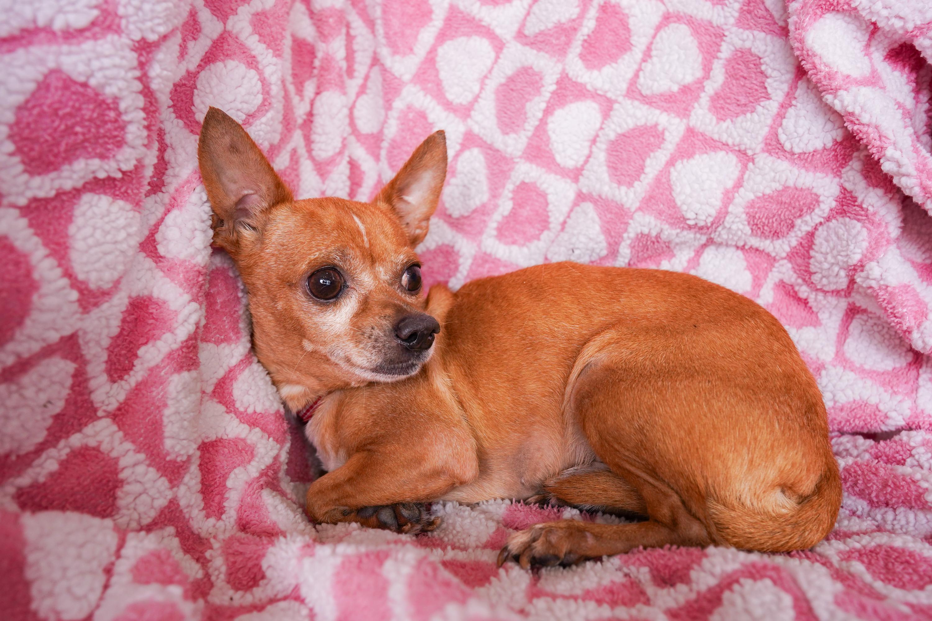 Enlarge Pastor, a ADOPTABLE mixed breed in San Antonio, TX image 4/4