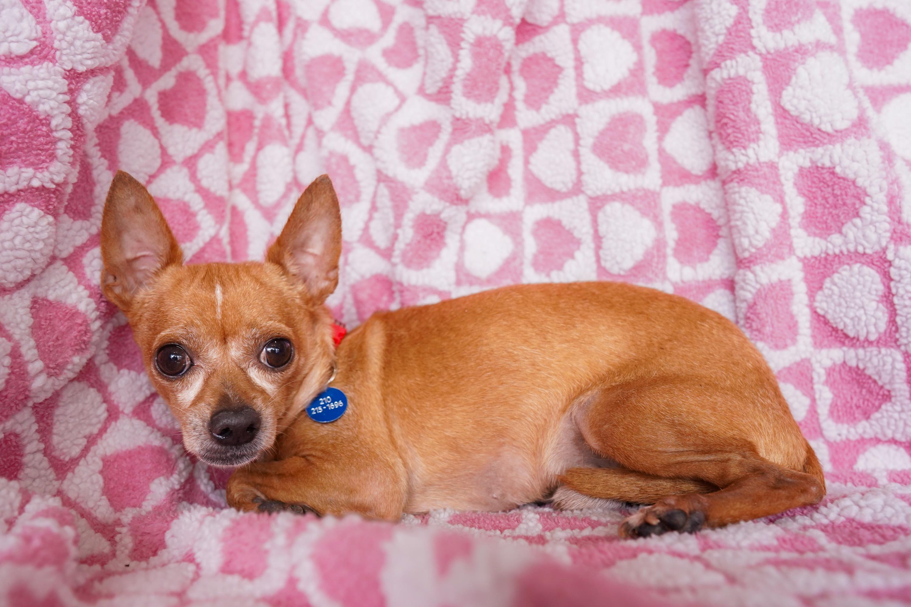 Pastor, ADOPTABLE, Adult Male Chihuahua.