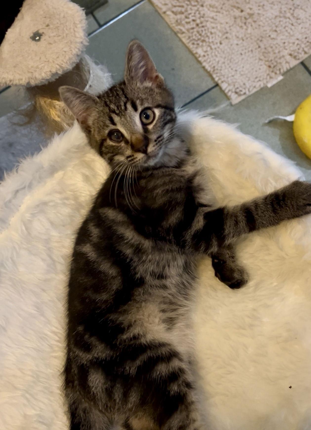 BLINKIN, Adoptable, Young Male Domestic Medium Hair.