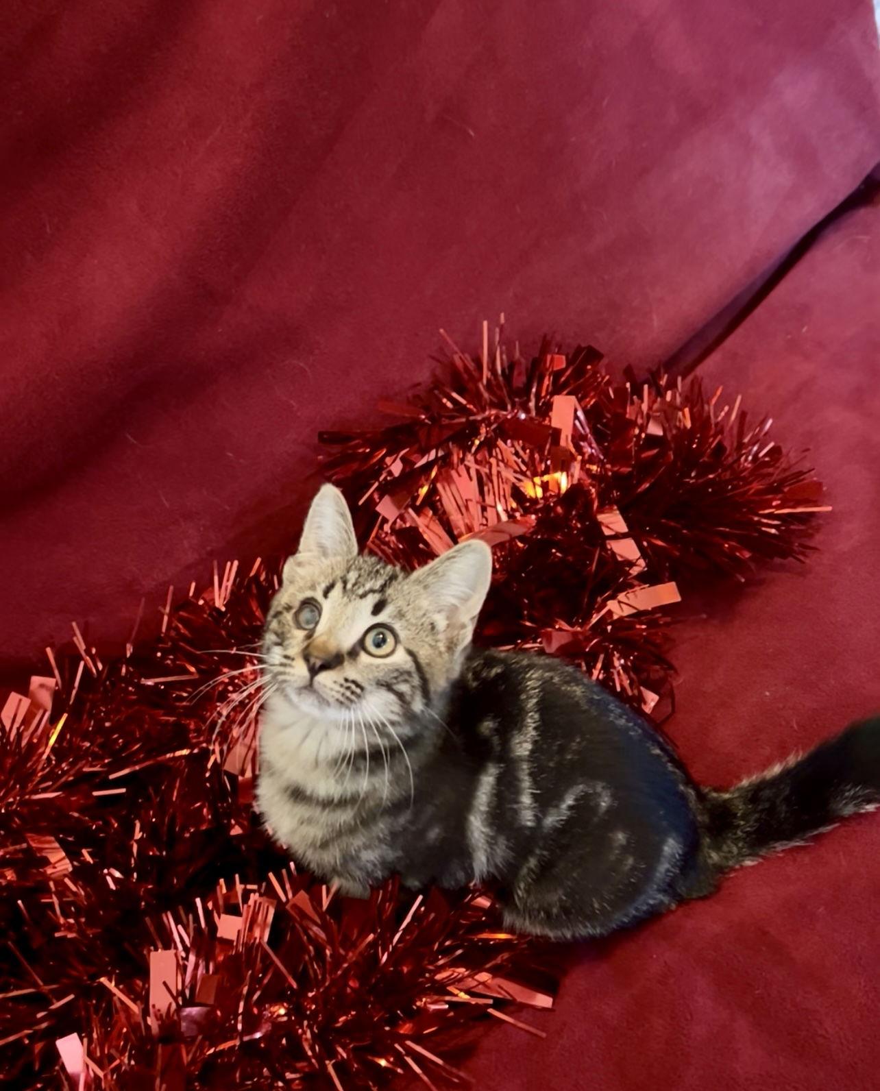 Enlarge BLINKIN, a Adoptable Domestic Medium Hair in Orlando, FL image 2/3