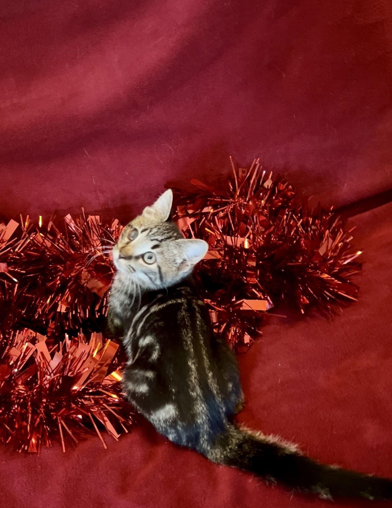 Enlarge BLINKIN, a Adoptable Domestic Medium Hair in Orlando, FL image 3/3