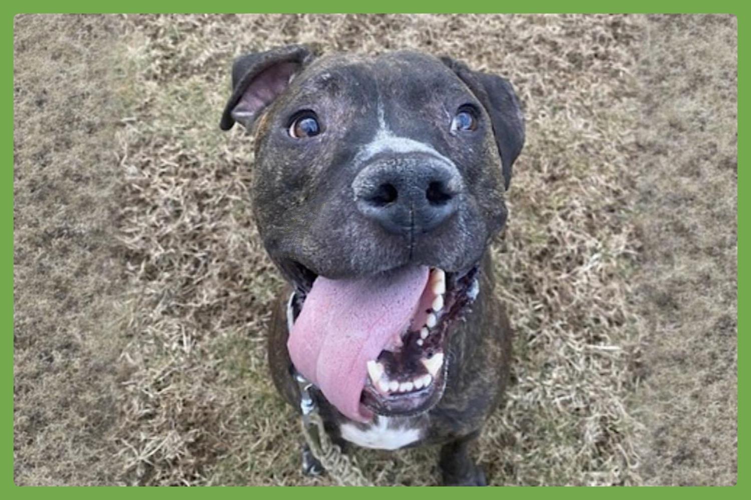 Cooper — thumbnail 3