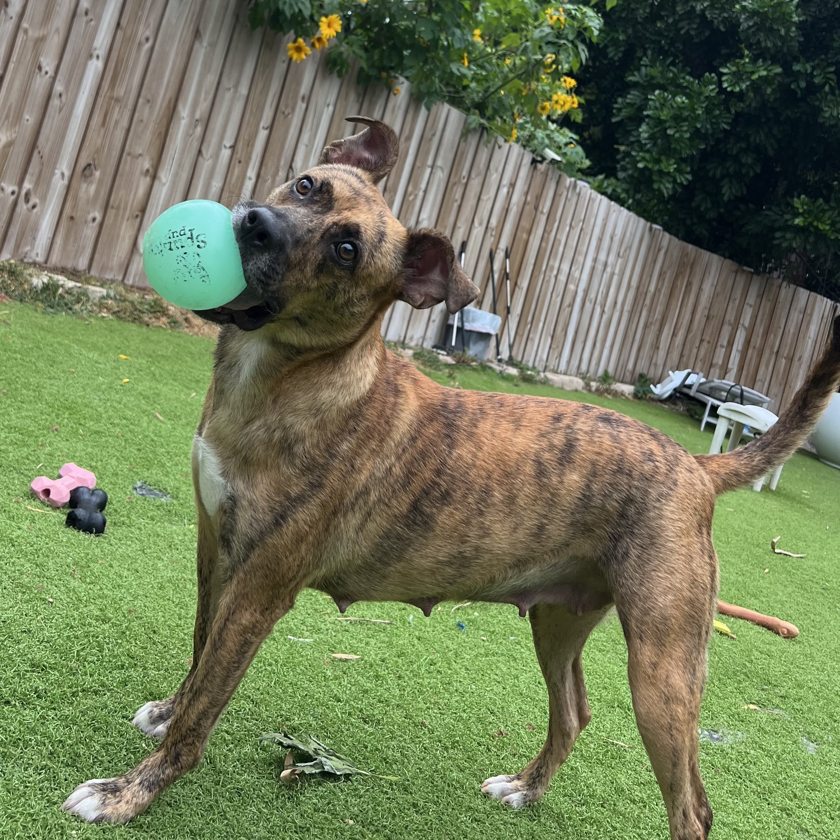Ginger- mama, a Adoptable mixed breed in Fort Myers, FL image 1/3