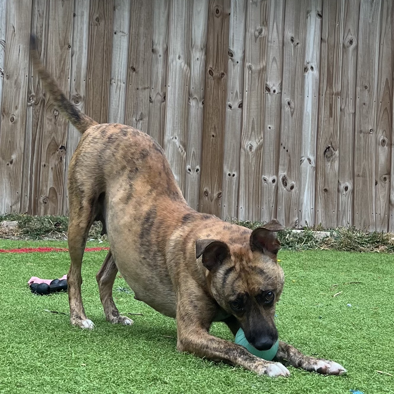 Ginger- mama, a Adoptable mixed breed in Fort Myers, FL image 2/3