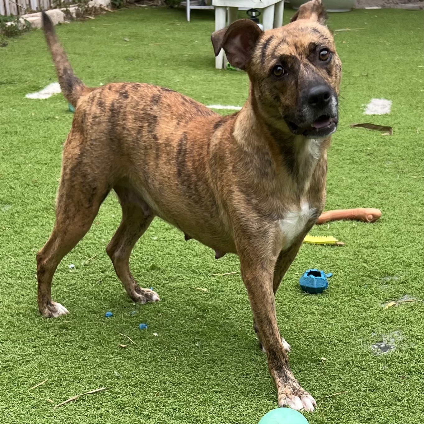 Ginger- mama, a Adoptable mixed breed in Fort Myers, FL image 3/3