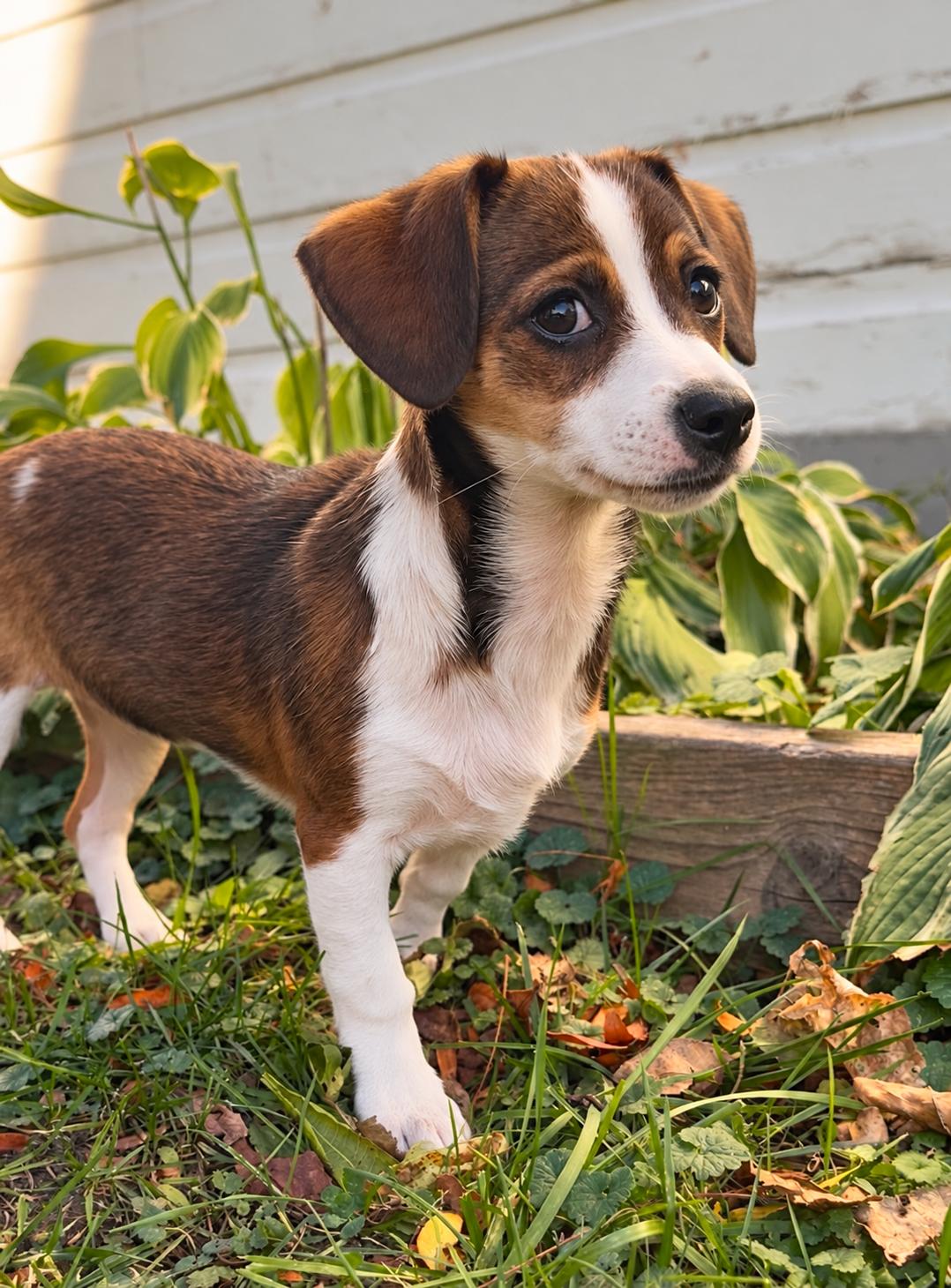 Dolly, Adoptable, Puppy Female Chihuahua & Dachshund.
