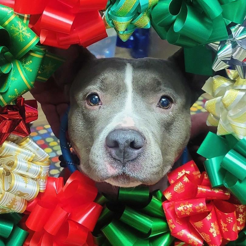 Harley, ADOPTABLE, Adult Female American Staffordshire Terrier.