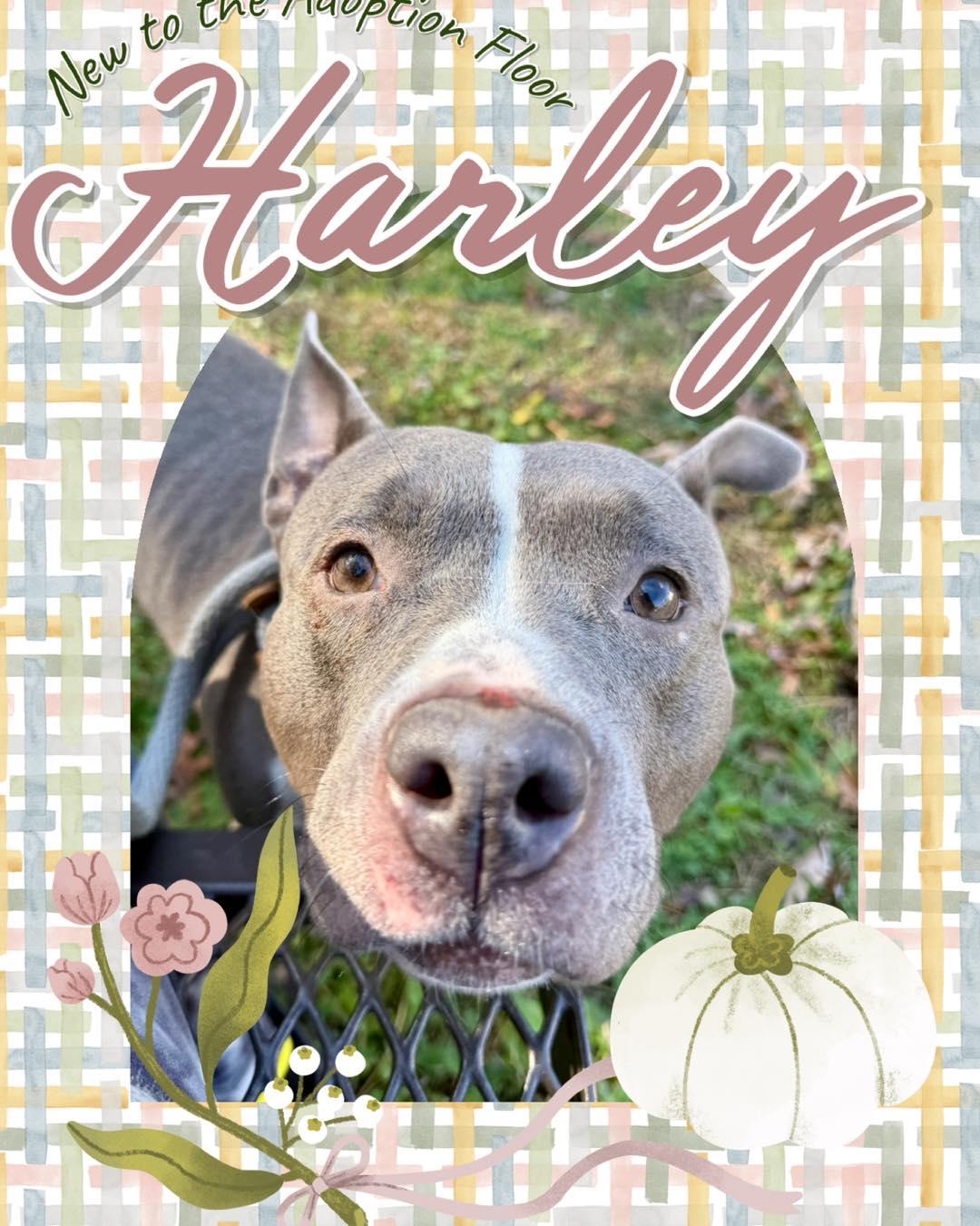 Enlarge Harley, a ADOPTABLE mixed breed in farmingdale, NJ image 1/3