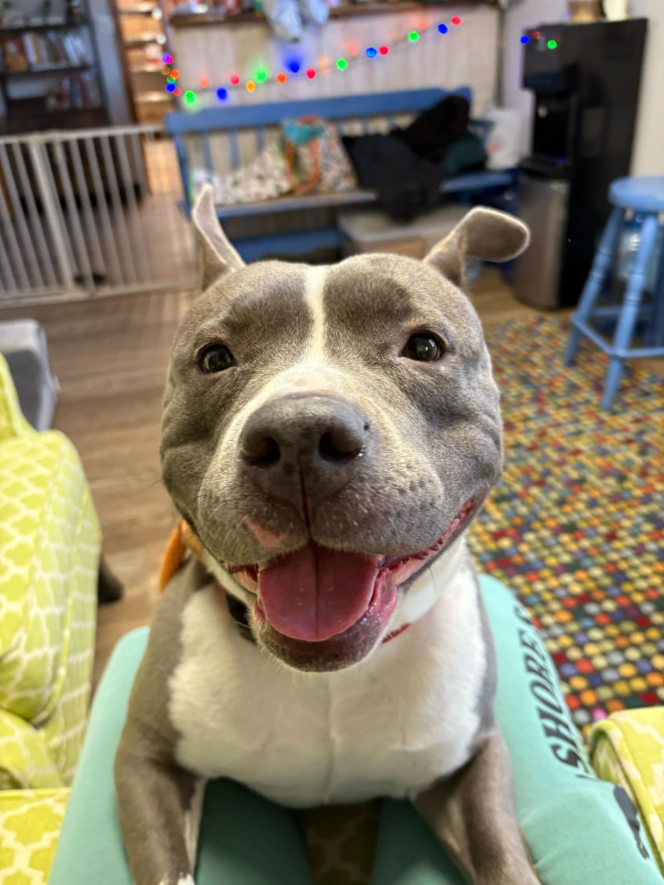 Enlarge Harley, a ADOPTABLE mixed breed in farmingdale, NJ image 3/3