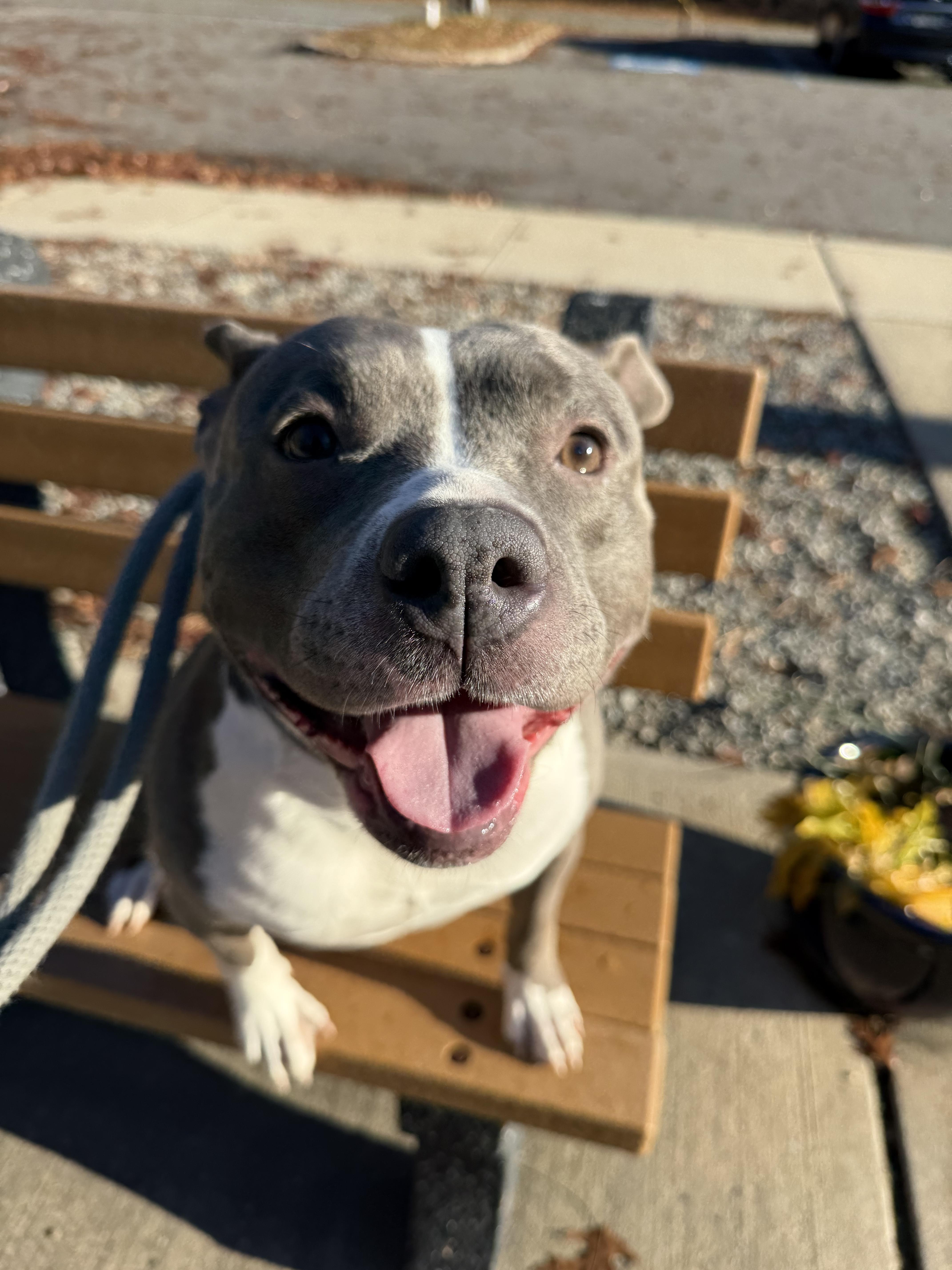 Enlarge Harley, a ADOPTABLE mixed breed in farmingdale, NJ image 2/3