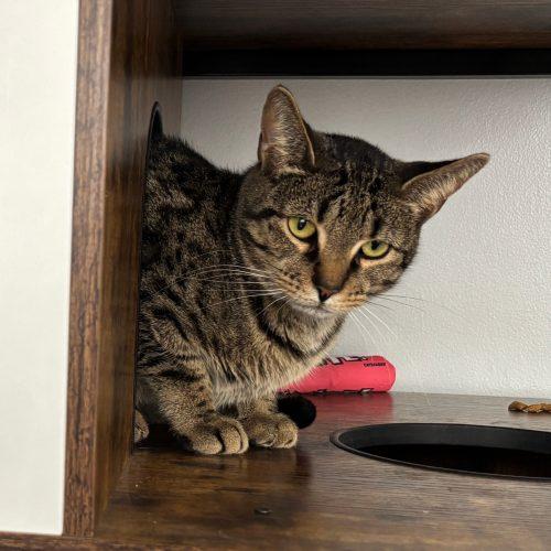Enlarge Harriet, a Adoptable Domestic Short Hair in Kenosha, WI image 1/6