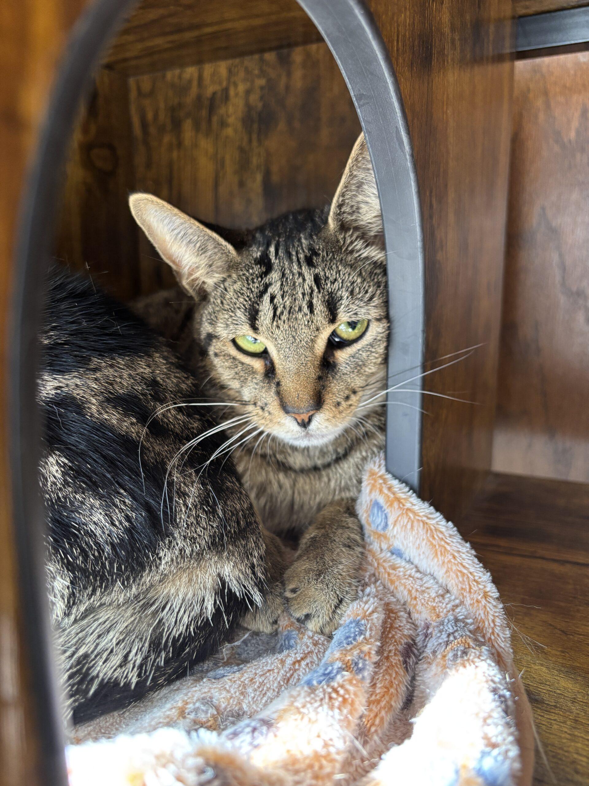 Harriet, Adoptable, Young Female Domestic Short Hair.