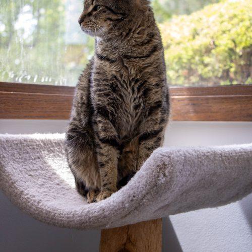 Enlarge Harriet, a Adoptable Domestic Short Hair in Kenosha, WI image 2/6