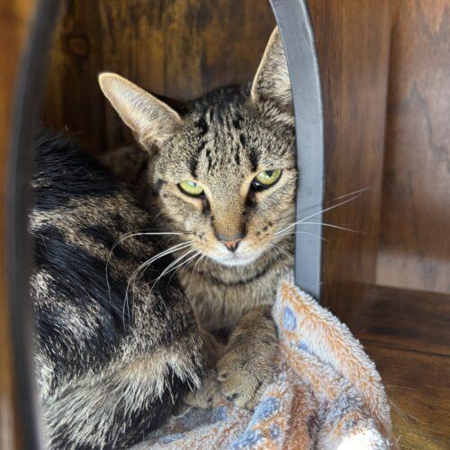 Enlarge Harriet, a Adoptable Domestic Short Hair in Kenosha, WI image 4/6
