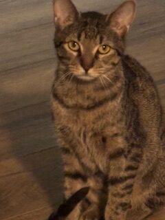 Enlarge Harriet, a Adoptable Domestic Short Hair in Kenosha, WI image 5/6