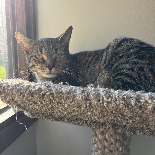 Enlarge Harriet, a Adoptable Domestic Short Hair in Kenosha, WI image 6/6