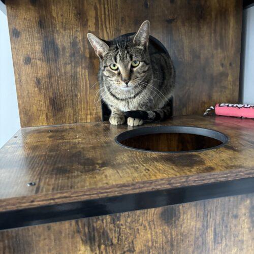 Enlarge Harriet, a Adoptable Domestic Short Hair in Kenosha, WI image 2/3