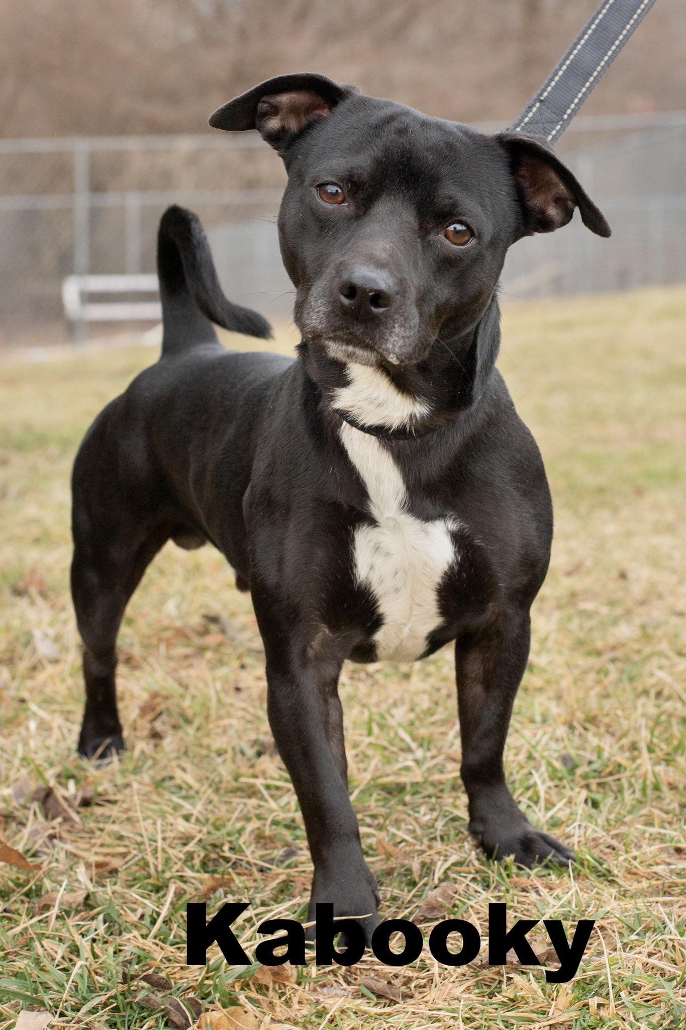 Kabooky, adopted, Adult Male Mixed Breed.