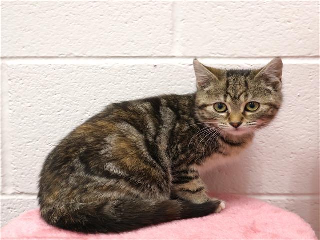 Enlarge STAR, a Adoptable Domestic Short Hair in Appling, GA image 1/1