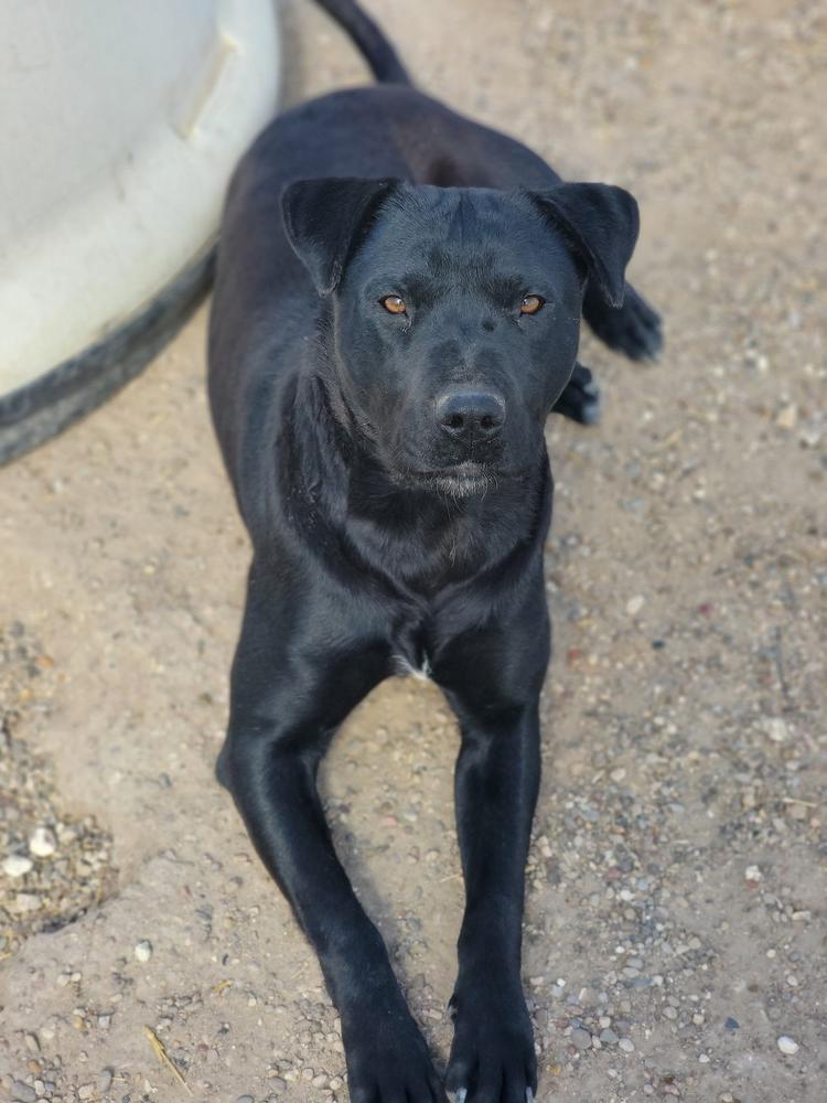 Cora Black, Adoptable, Adult Female Labrador Retriever & Mixed Breed.