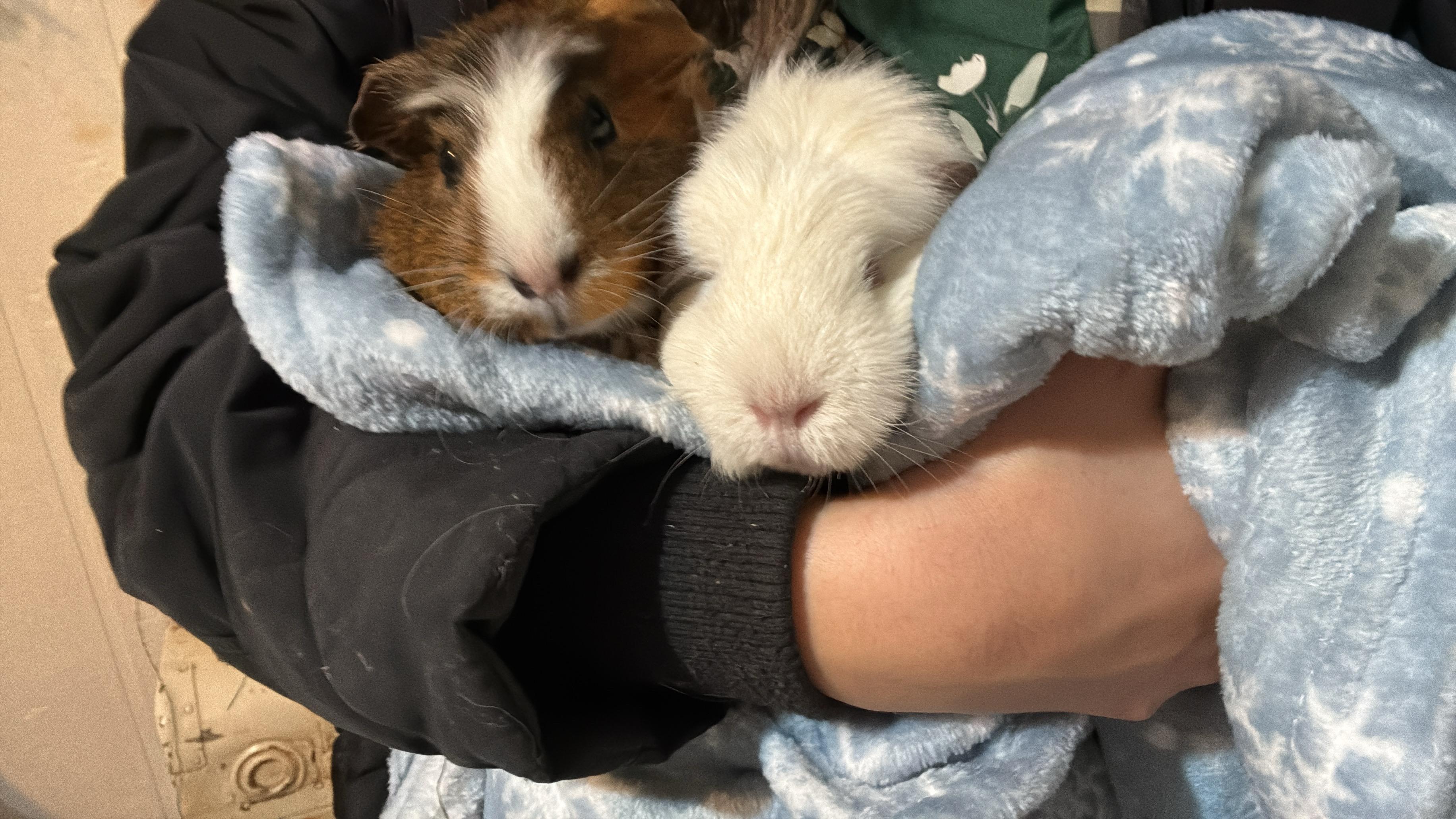Enlarge Thelma & Louise, a ADOPTABLE Guinea Pig in Eugene, OR image 1/3