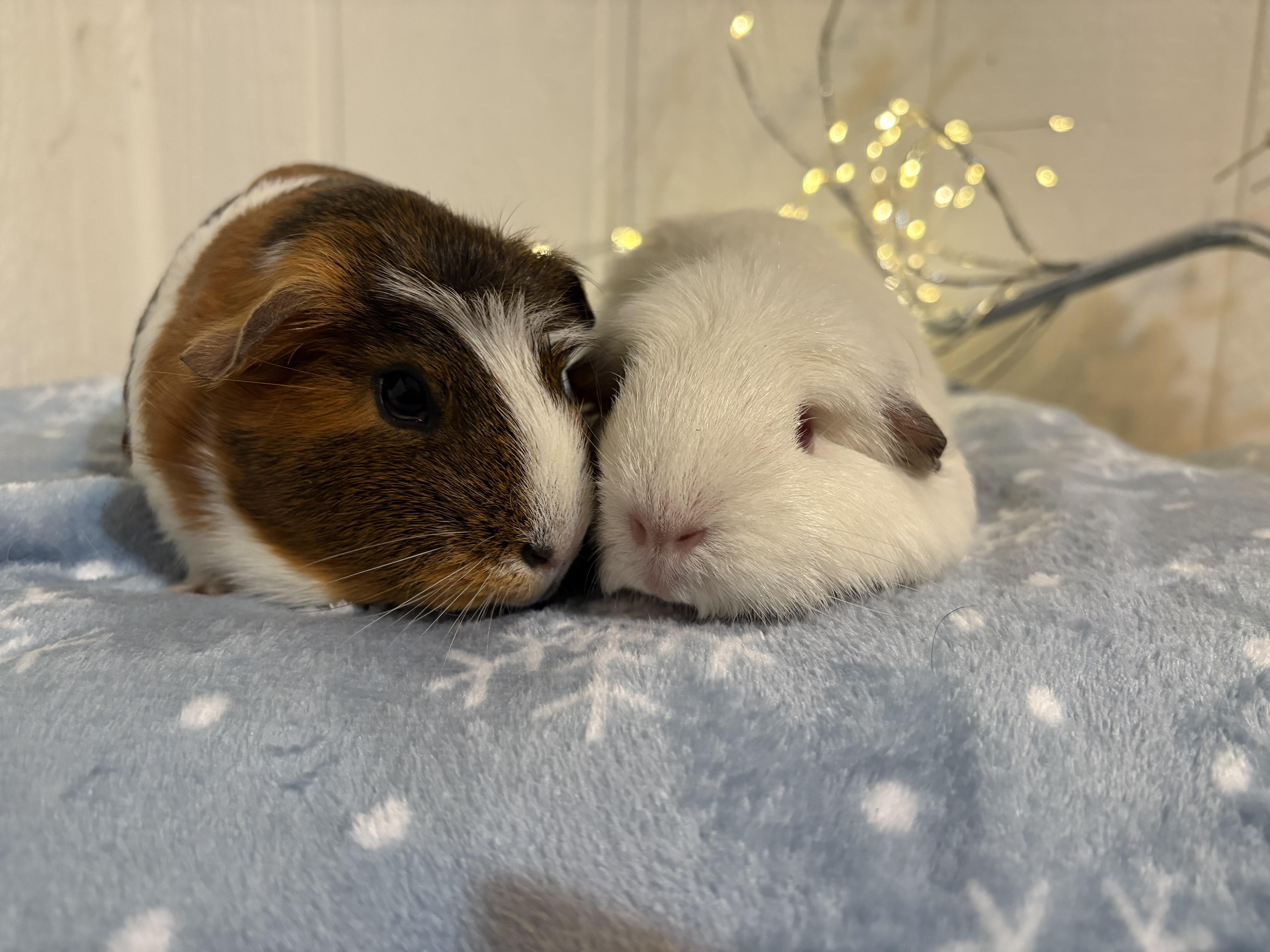 Enlarge Thelma & Louise, a ADOPTABLE Guinea Pig in Eugene, OR image 3/3