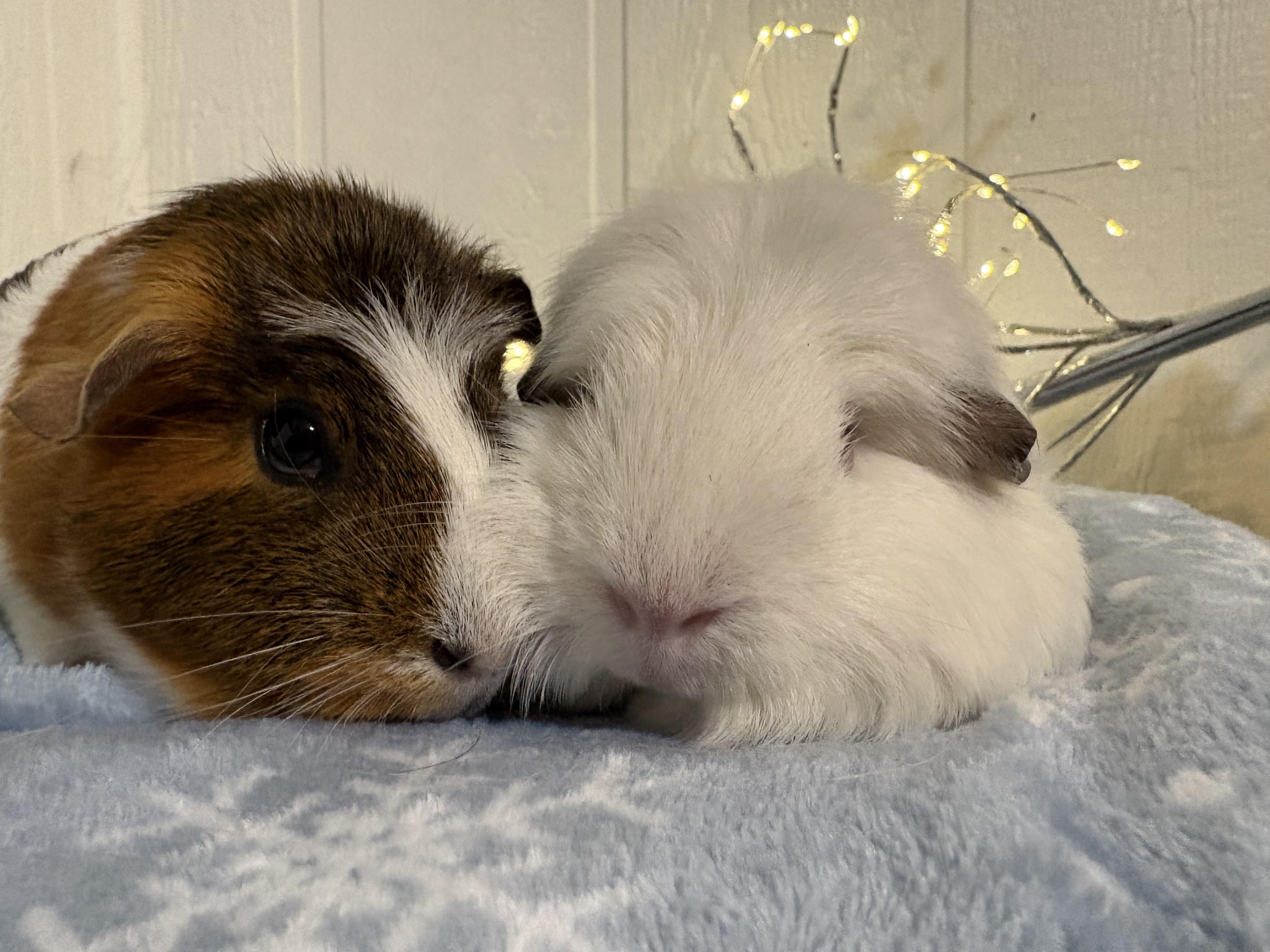 Enlarge Thelma & Louise, a ADOPTABLE Guinea Pig in Eugene, OR image 2/3