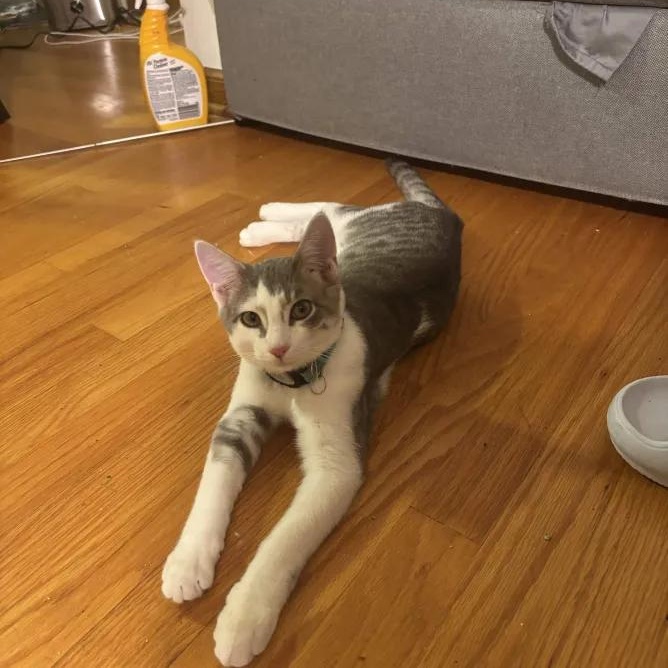 Enlarge Pablo Picasso, an adopted Domestic Short Hair in Weehawken, NJ image 5/6