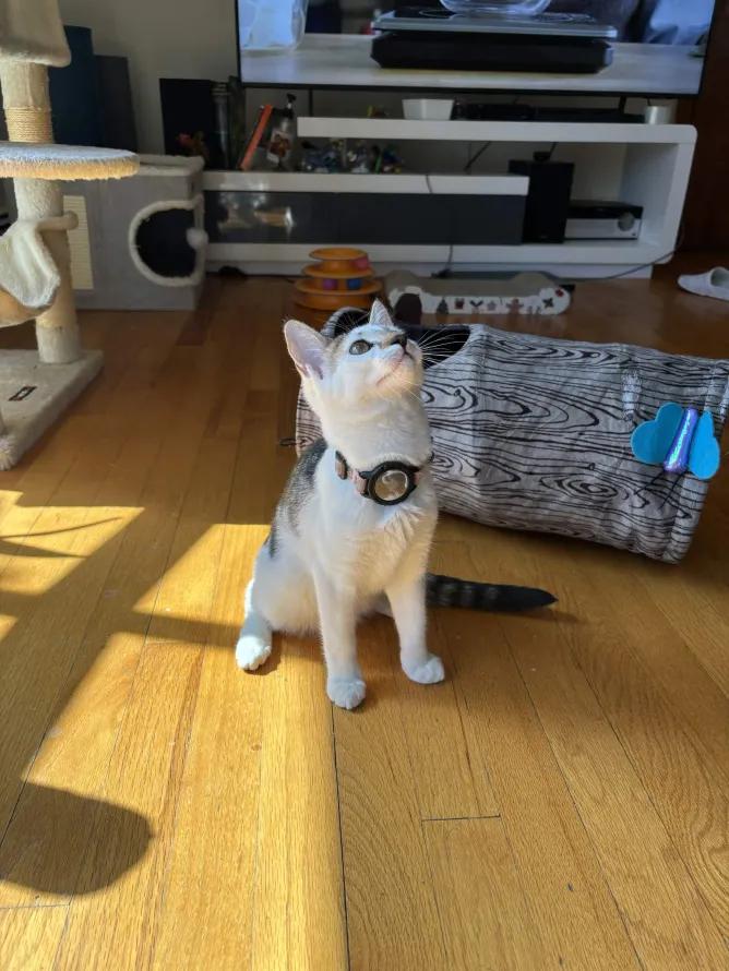 Enlarge Pablo Picasso, an adopted Domestic Short Hair in Weehawken, NJ image 3/6