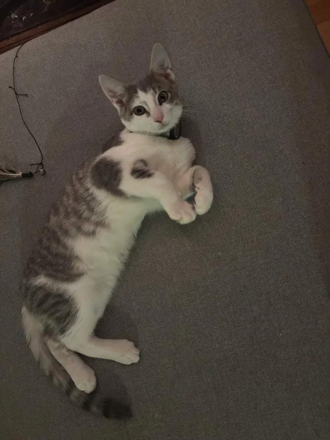 Enlarge Pablo Picasso, an adopted Domestic Short Hair in Weehawken, NJ image 2/6