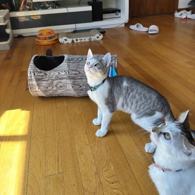 Enlarge Pablo Picasso, an adopted Domestic Short Hair in Weehawken, NJ image 4/6