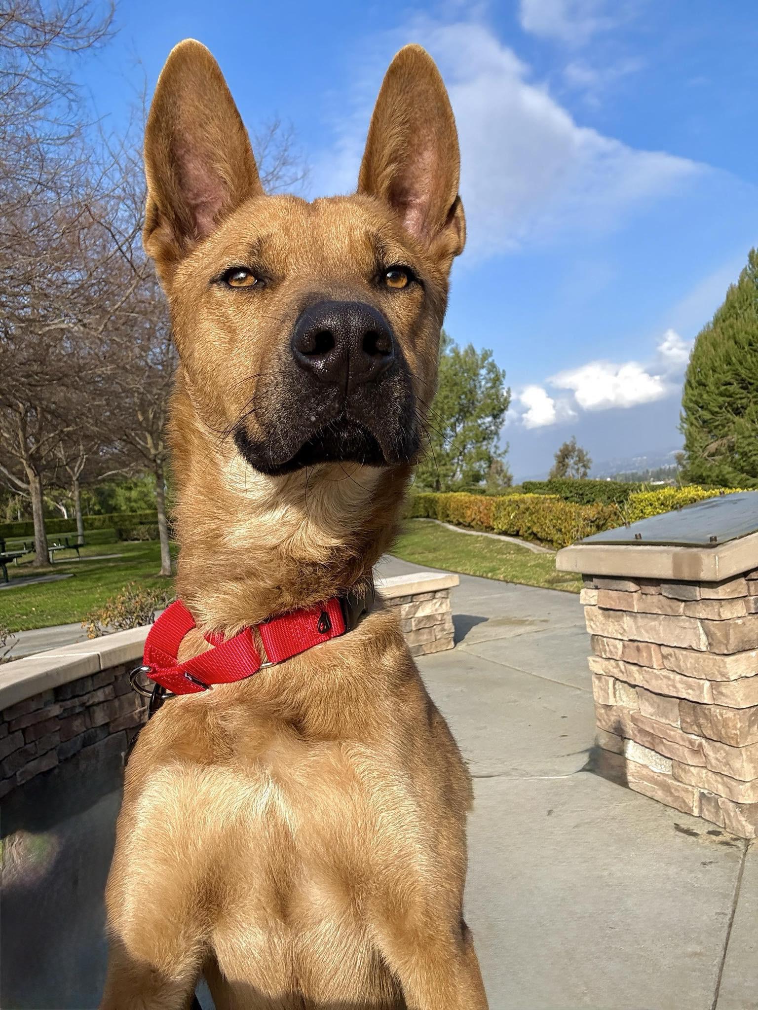 Pharaoh Dog Pharaoh Hound Shepherd Mix Shop Pharaoh Hound