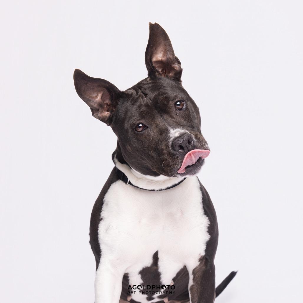 Emerald, Adoptable, Adult Female Mixed Breed.