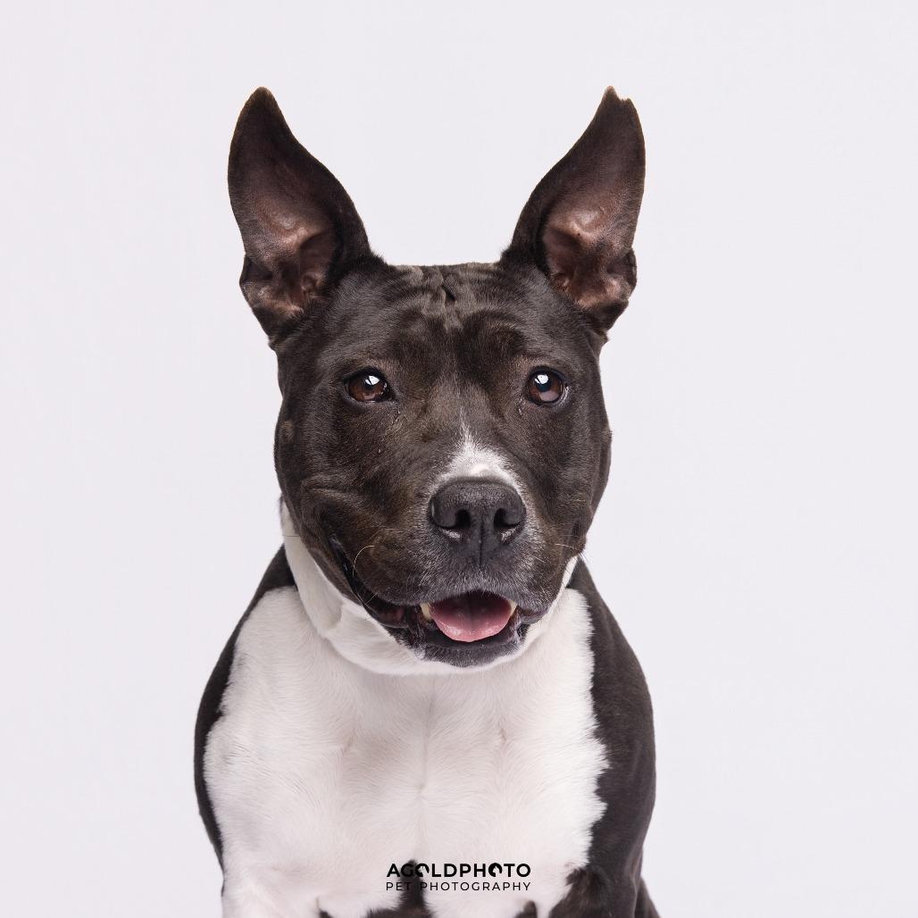 Enlarge Emerald, a Adoptable Mixed Breed in Sarasota, FL image 3/6