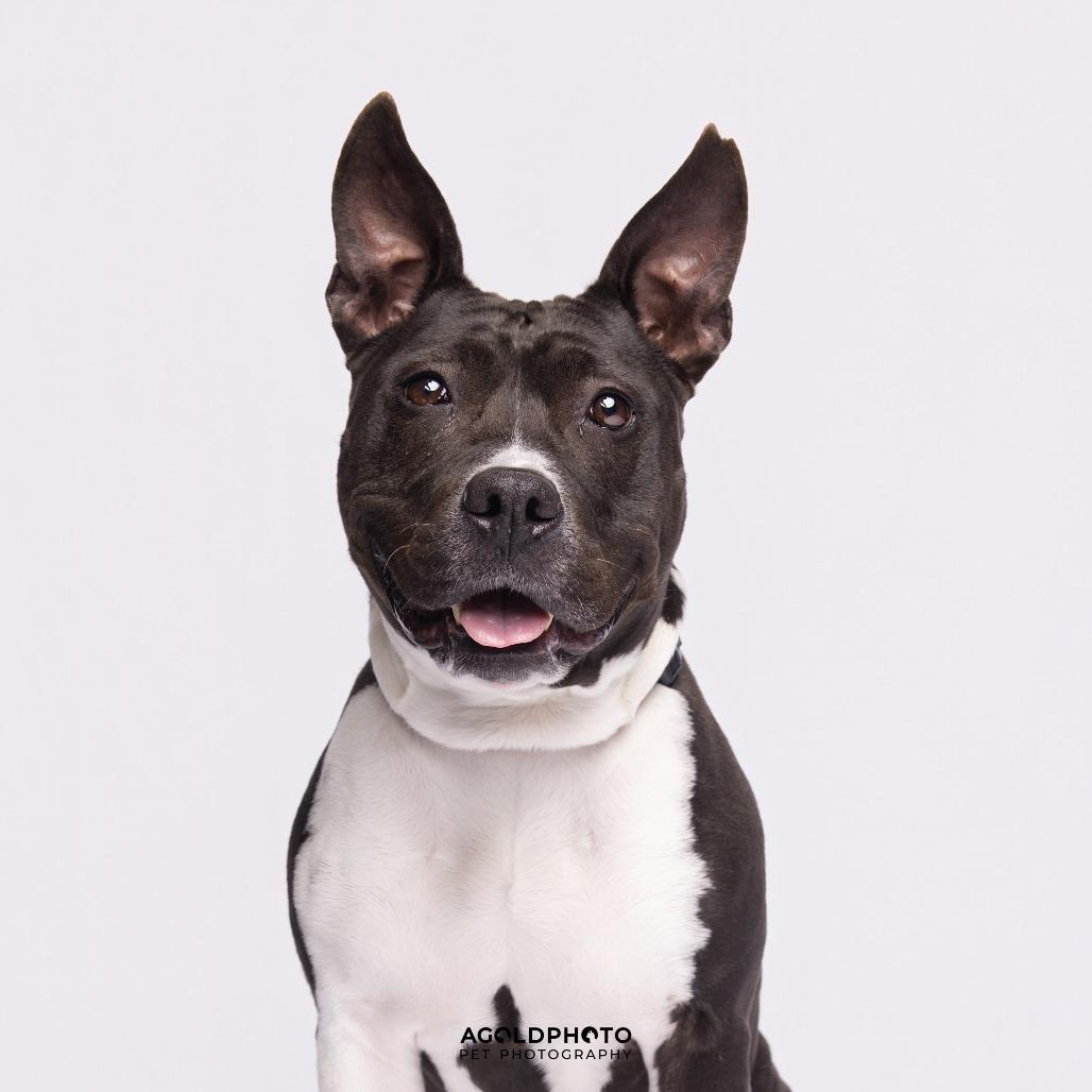 Enlarge Emerald, a Adoptable Mixed Breed in Sarasota, FL image 6/6