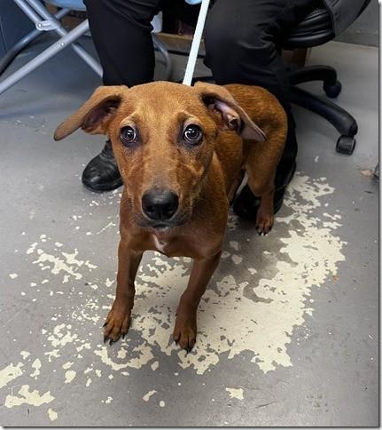 Scarlett 23 pound 5 months old Doxie Mix (just with longer legs!)