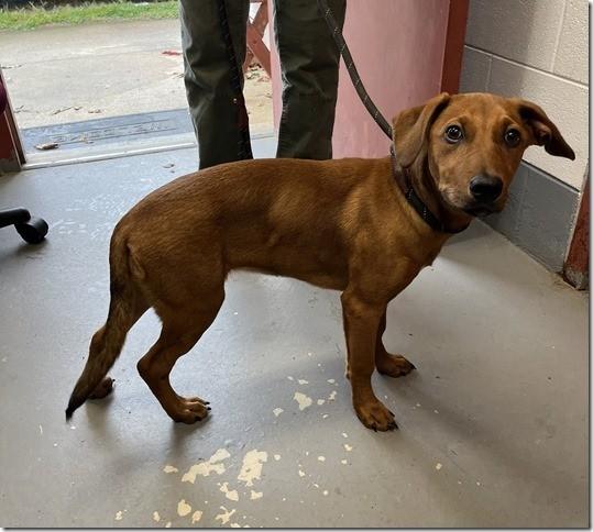 Scarlett 23 pound 5 months old Doxie Mix (just with longer legs!)